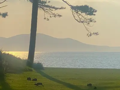 a group of animals grazing in the grass near the water at The Court House - Uk43908 in Silloth