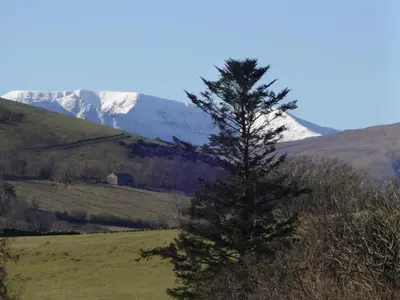 a pine tree in a field with mountains in the background at Ruecroft, Penruddock an Eco & dog friendly lodge with a hot tub, 10 minutes from Lake Ullswater in Penruddock