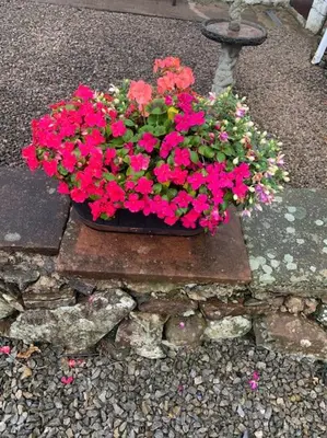 a pot of pink flowers sitting on a stone wall at Farm stay caravan on working farm in Dacre