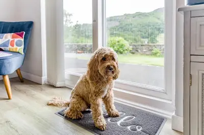 a dog sitting on a rug in front of a window at 2 Bed in Chapel Stile oc-gl103 in Chapel Stile