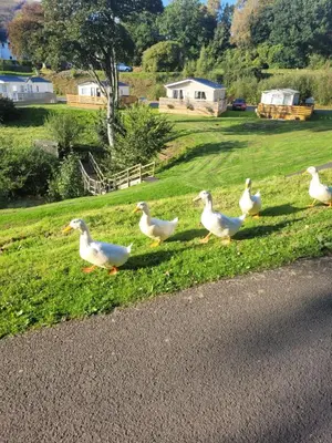a group of white ducks walking on the grass at The Sunny Bunny Holiday Home in Ballantrae