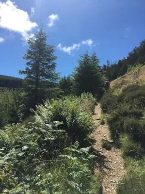 a dirt path on a hill with a tree at Treetops in Lamplugh
