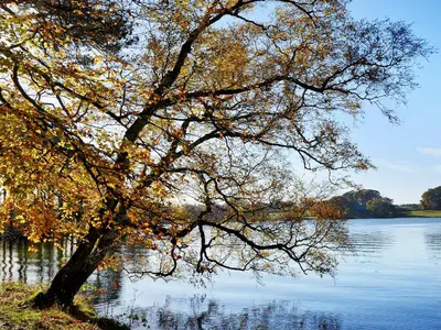 a tree next to a body of water at The Coach House in Wetheral