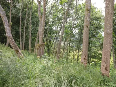 a wooded area with tall grass and trees at Bluebell Cabin in Penrith