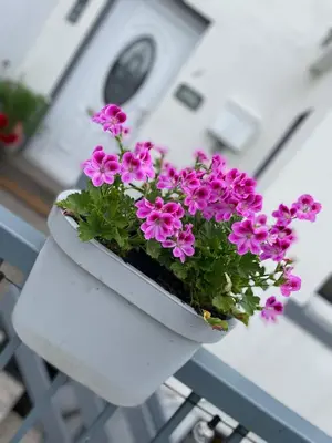 a white flower pot with pink flowers in it at Cosy Seaside Cottage in Allonby