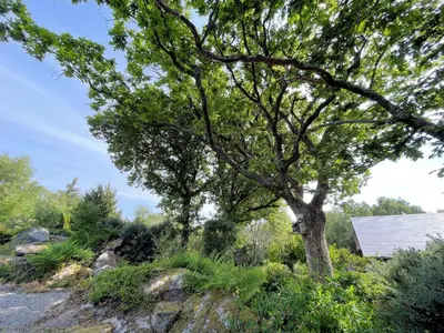 a tree on the side of a river at Beautiful 2BR Beach Lodge Set In Stunning Gardens - Pass the Keys in Dalbeattie