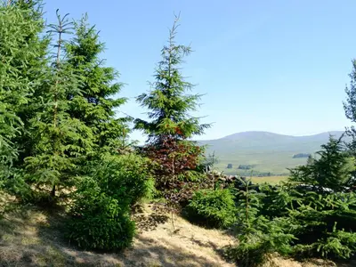 a group of christmas trees on a hill at Swallow Lodge in Carsphairn