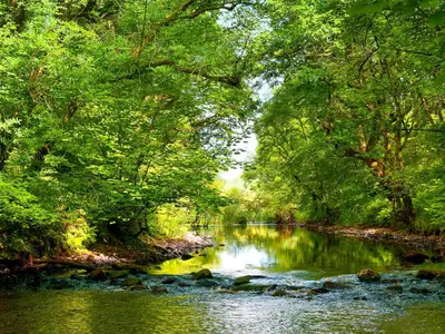 a river in the middle of a forest at Peace in Whauphill