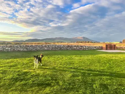 a dog walking in a field of green grass at Driftwood in Mainsriddle