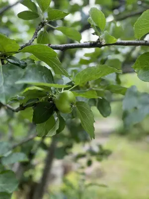 a green apple hanging from a tree branch at Apple Cottage in Wigtown