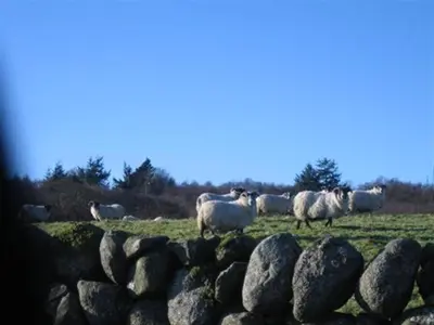 a herd of sheep standing in a field behind a stone wall at Rowantree Cottage in Gatehouse of Fleet
