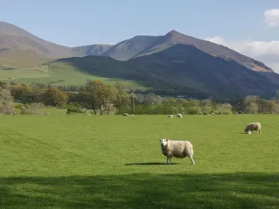 a herd of sheep grazing in a green field at Canadian Cabin No 38 in Keswick