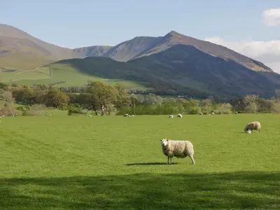 a herd of sheep grazing in a green field at Briery House in Keswick