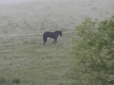 a horse standing in the middle of a field at Threecrofts Farm in Dumfries