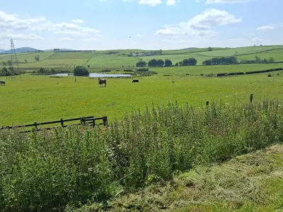 a field of green grass with cows in the distance at Threecrofts Farm in Dumfries