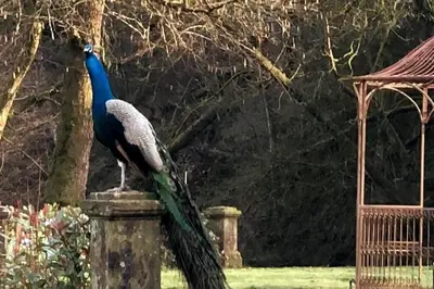 a peacock standing on top of a stone pillar at Bonshaw Grange-Riverside Country Retreat, & HotTub in Lockerbie