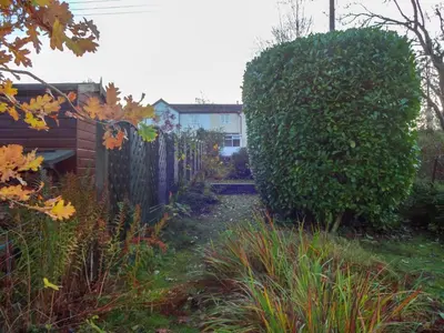 a large green bush in a yard next to a fence at Hill Cottage, Braithwaite with garden and fell views, dog friendly walks from the door, close to Bassenthwaite in Braithwaite
