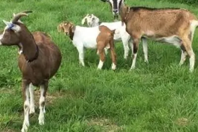 a group of goats standing in a field of grass at Valley View at Clauchan Holiday Cottages in Gatehouse of Fleet