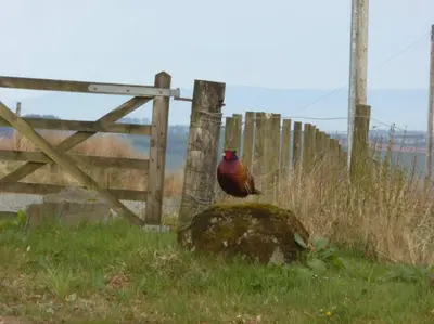 a red bird sitting on a rock next to a fence at Blackside Cottage - A Luxury Rural Retreat in Mauchline