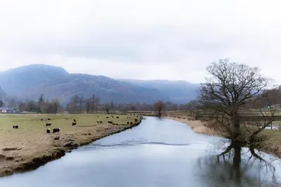 a herd of cows grazing in a field next to a river at Grey Walls in Penrith