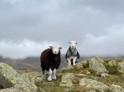 two sheep standing on top of a mountain at Hillside Cottage Eskdale Green in Beckfoot