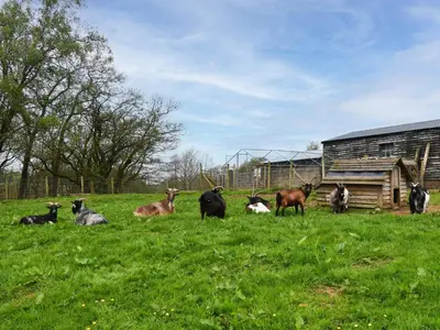 a group of animals sitting in a field at 1 Bed in Easton 56742 in Kirklinton