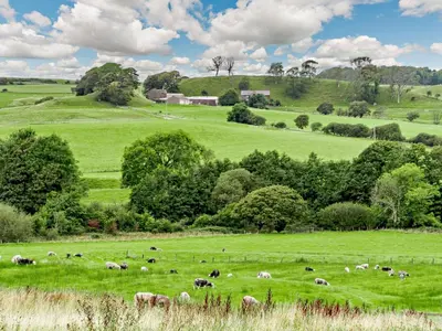 a herd of animals grazing in a green field at 5 Bed in Cleator oc-sz529 in Ennerdale Bridge