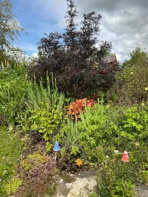 a garden with many different types of plants at The Wee Hoose in Dumfries