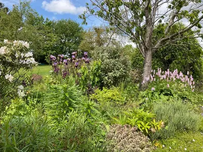 a garden with pink flowers and a tree at The Wee Hoose in Dumfries