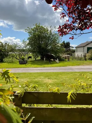 a cow grazing in a field next to a road at The Wee Hoose in Dumfries