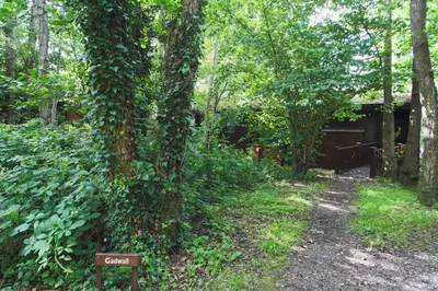 a trail in the woods next to a tree at Gadwall Lodge with Hot-tub in Carlisle