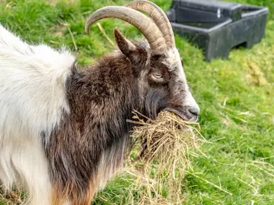 a goat eating hay in a field at 2 Bed in Wasdale Head SZ053 in Nether Wasdale