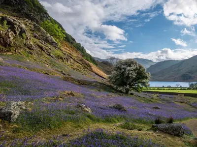 a field of purple flowers on a hill next to a lake at 3 Bed in Ullock SZ043 in Arlecdon