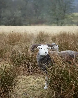 two sheep laying in the tall grass in a field at The Little Cottage in Chapel Stile