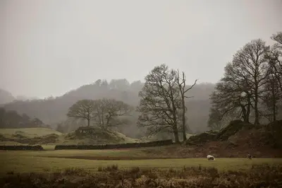 two animals grazing in a field with trees in the background at The Little Cottage in Chapel Stile