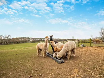 a group of sheep drinking from a trough in a field at 3 Bed in Cockermouth 82438 in Dearham