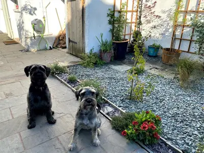 two dogs sitting next to each other in a garden at 3 Bed in Keswick 86162 in Keswick