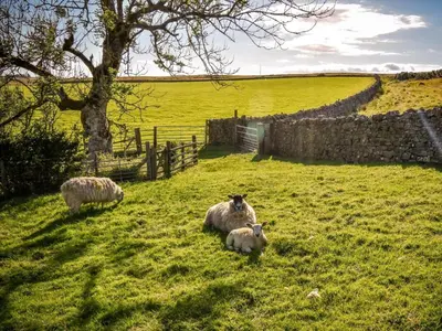 a group of sheep standing in a field at 2 Bed in Caldbeck 80563 in Caldbeck