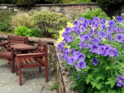two benches and purple flowers in a garden at 3 Bed in Egremont oc-sz058 in Hale