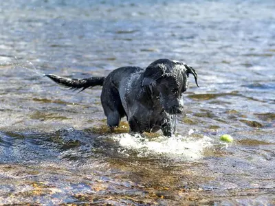 a black dog running through the water with a ball at 2 Bed in Cockermouth oc-sz136 in Lorton