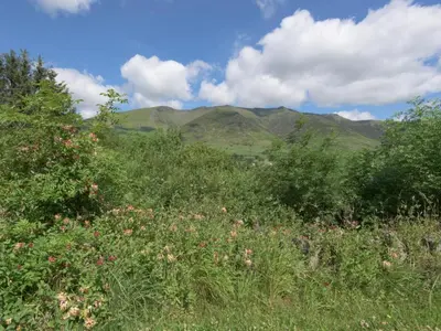 a field of flowers with mountains in the background at 3 Bed in Keswick oc-sz135 in Threlkeld