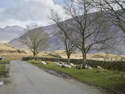 a herd of sheep laying on the grass next to a road at 2 Bed in Wasdale Head oc-sz551 in Nether Wasdale