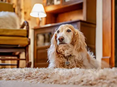 a dog sitting on the floor in a living room at 1 Bed in Penrith oc-91812 in Dockray