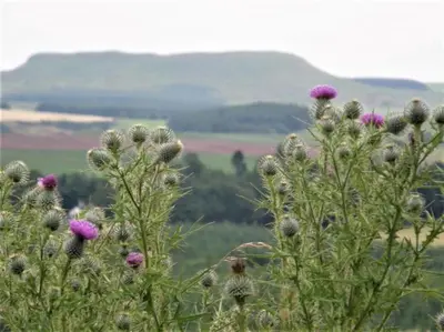 a field of flowers with mountains in the background at 1 Bed in Lockerbie 93110 in Lockerbie