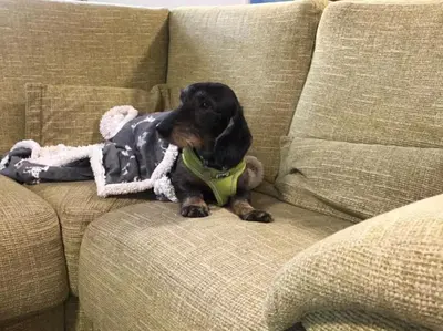 a black dog sitting on a couch with a toy at Barncroft: Dogs welcome, dog care services offered in Cockermouth