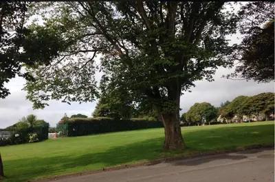 a tree in the middle of a green field at 17 The Park in Onchan