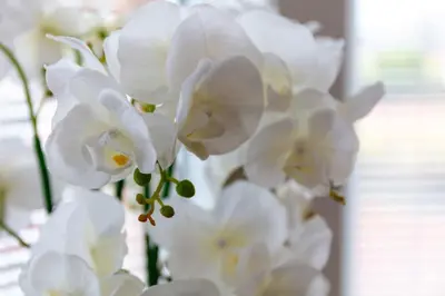 a bunch of white flowers in a vase at Cuthbert House in Prestwick
