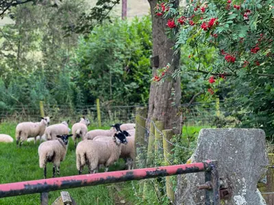a herd of sheep in a field near a tree at Bassenthwaite Farm Cottage, on a working farm in a tranquil setting in Bassenthwaite