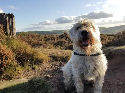 a white dog standing on a dirt road at 3 Bed in Watermillock SZ318 in Watermillock