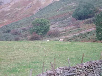 a field with some animals grazing in a grassy field at Fisher-gill Camping Barn in Thirlmere